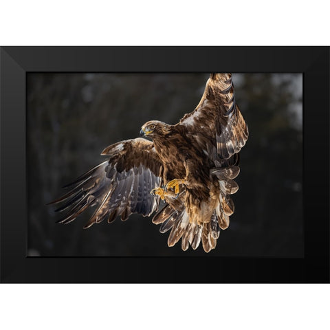 The golden eagle soared on its wings Black Modern Wood Framed Art Print by Chen, Davidhx