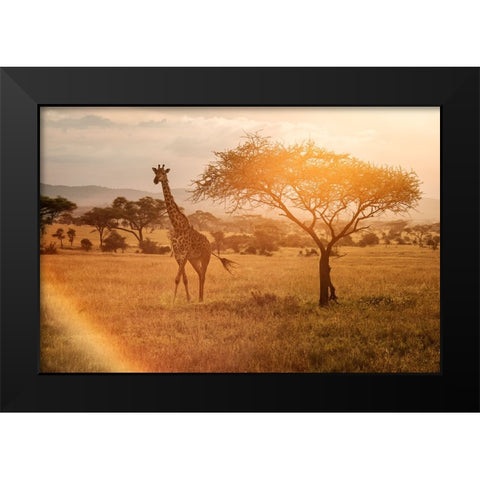 Giraffe Black Modern Wood Framed Art Print by Mirica, Dan