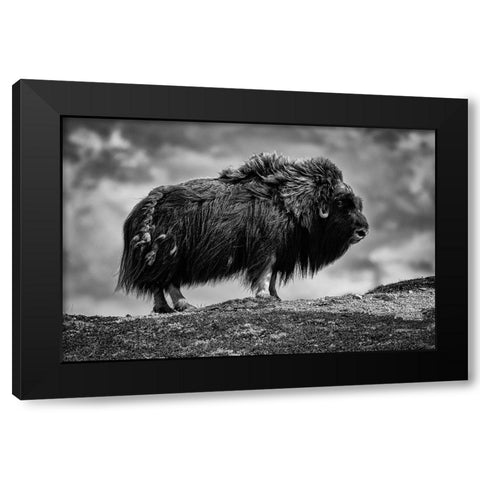 male Musk ox Black Modern Wood Framed Art Print with Double Matting by Alicke, Bjoern