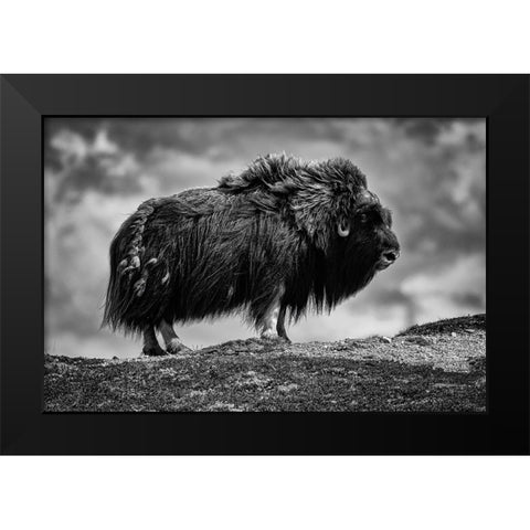 male Musk ox Black Modern Wood Framed Art Print by Alicke, Bjoern
