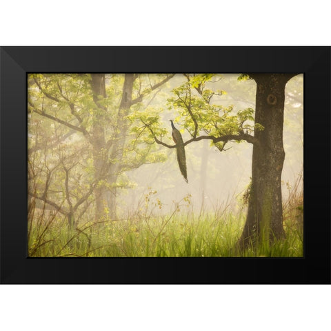 Peacock Black Modern Wood Framed Art Print by Mirica, Dan