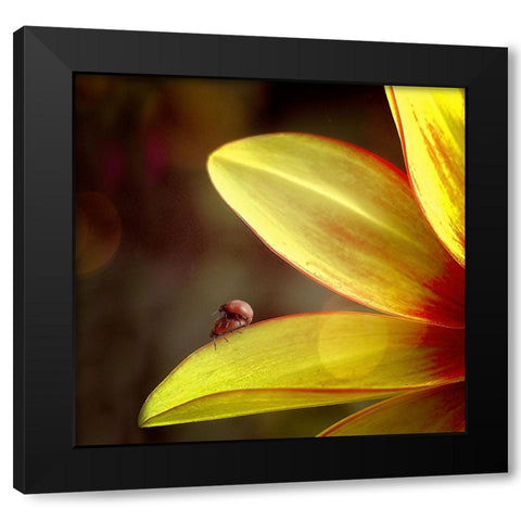 Untitled Black Modern Wood Framed Art Print by Cseresnjes, Anna