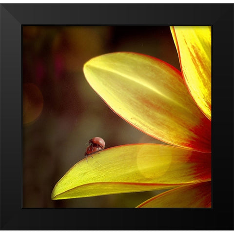 Untitled Black Modern Wood Framed Art Print by Cseresnjes, Anna