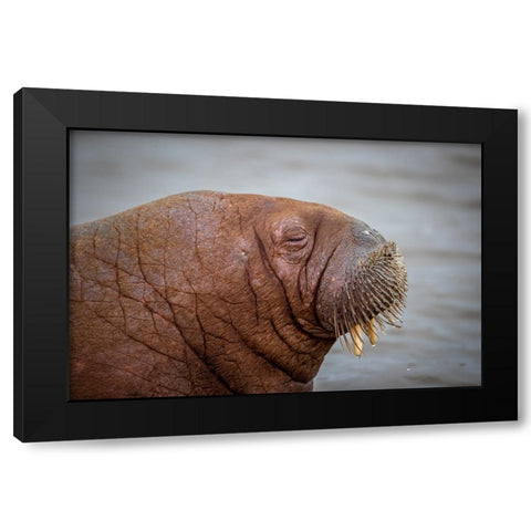 Walrus Black Modern Wood Framed Art Print with Double Matting by Sorensen, Jorgen