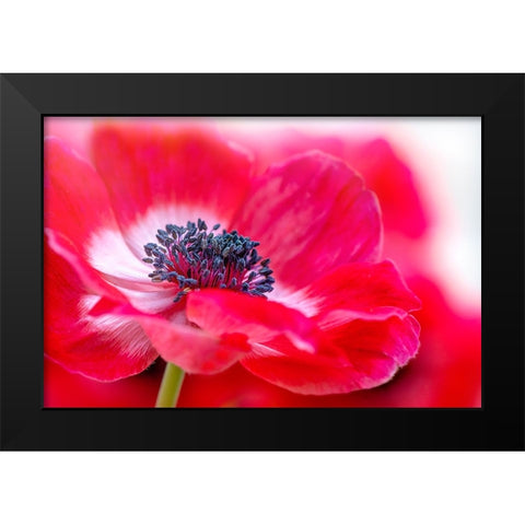 Simply Red Black Modern Wood Framed Art Print by Parker, Jacky