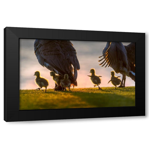 new world Black Modern Wood Framed Art Print by Liu, Dawei