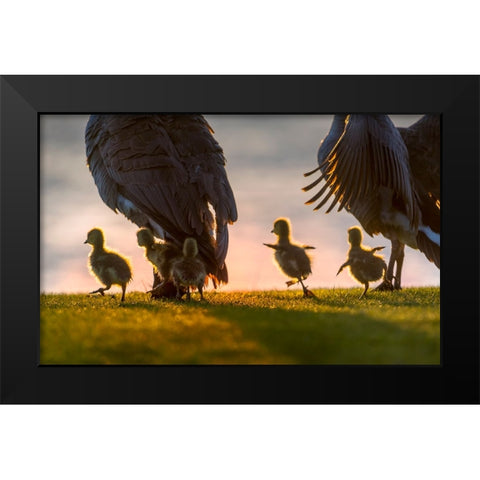 new world Black Modern Wood Framed Art Print by Liu, Dawei