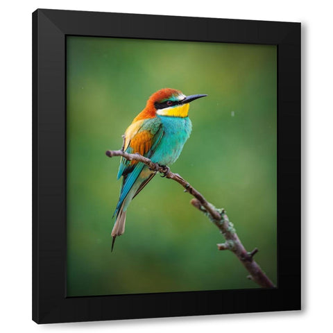 The European Bee-Eater (Merops Apiaster) Black Modern Wood Framed Art Print with Double Matting by Rozehnal, Jan