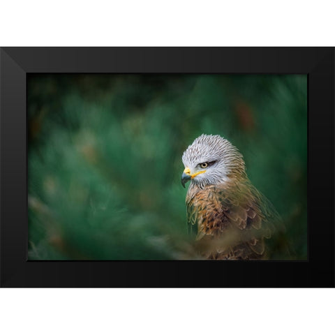 The Black Kite (Milvus Migrans) Black Modern Wood Framed Art Print by Rozehnal, Jan