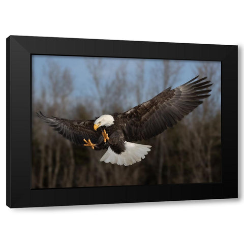 American bald eagle Black Modern Wood Framed Art Print by Chen, Davidhx