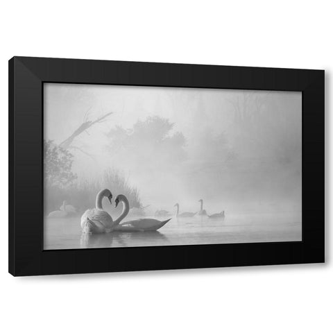 morning fog on swan lake Black Modern Wood Framed Art Print with Double Matting by Liu, Dawei