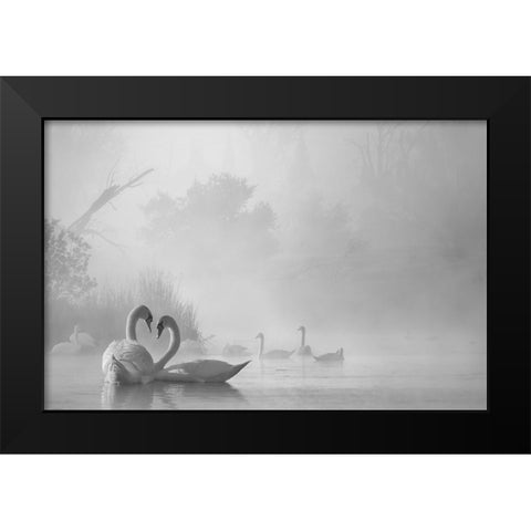 morning fog on swan lake Black Modern Wood Framed Art Print by Liu, Dawei