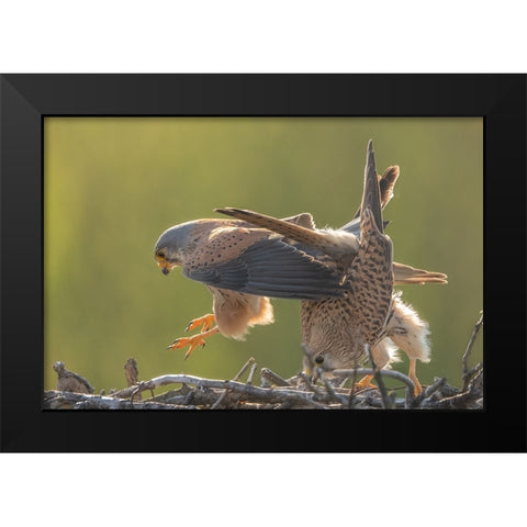Kestrel Mating Black Modern Wood Framed Art Print by Li, Min