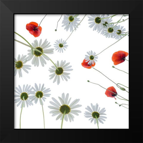 Meadow flowers Black Modern Wood Framed Art Print by Ruckert, Stephan
