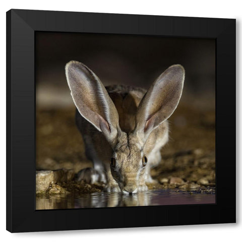 Hare Black Modern Wood Framed Art Print by Manusevich, David