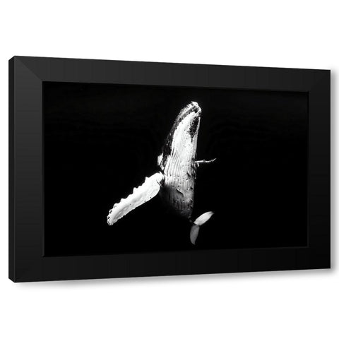 Whale season Black Modern Wood Framed Art Print with Double Matting by Melesan, Serge