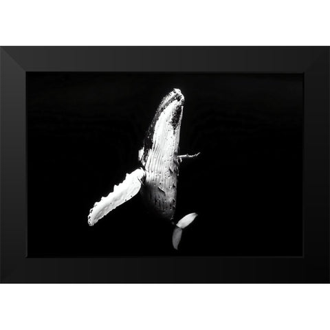 Whale season Black Modern Wood Framed Art Print by Melesan, Serge