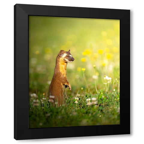 The ElusIVe Long Tailed Weasel With Eyes Closed Black Modern Wood Framed Art Print by Karthik