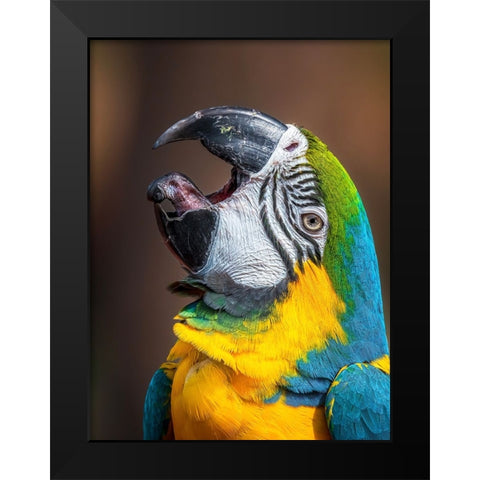 Macawas tongue Black Modern Wood Framed Art Print by Elkahlawi, Ahmed