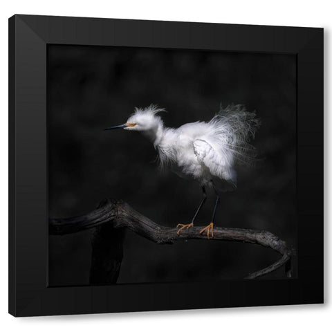 Show Off Breeding Plumage Black Modern Wood Framed Art Print with Double Matting by Tseng, Judy