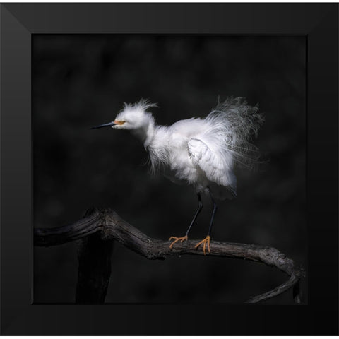 Show Off Breeding Plumage Black Modern Wood Framed Art Print by Tseng, Judy