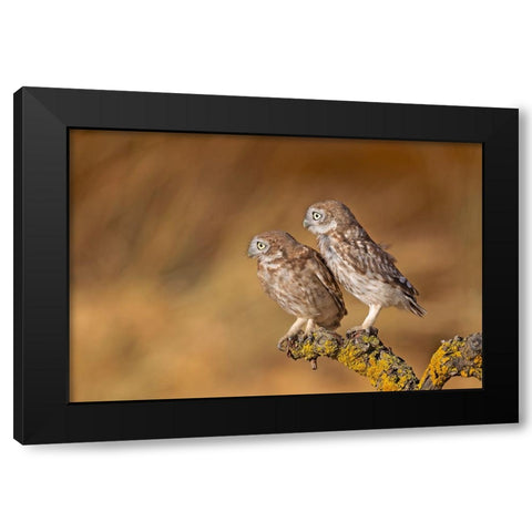 Profile Of Pair Black Modern Wood Framed Art Print with Double Matting by Waldmann, Shlomo