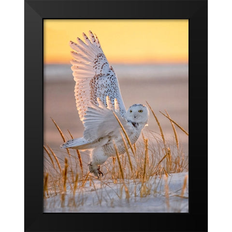 Snowy Owl Black Modern Wood Framed Art Print by Huang, Tao