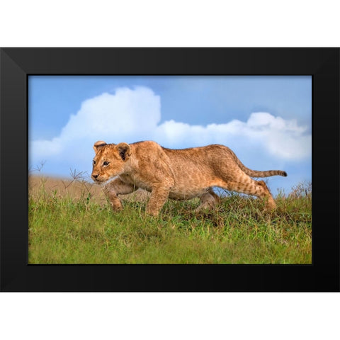 Lion cub on the prowl Black Modern Wood Framed Art Print by Ortega, Xavier