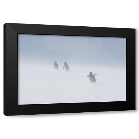 In The Snowstorm Black Modern Wood Framed Art Print by W Oletta