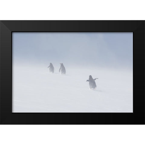 In The Snowstorm Black Modern Wood Framed Art Print by W Oletta