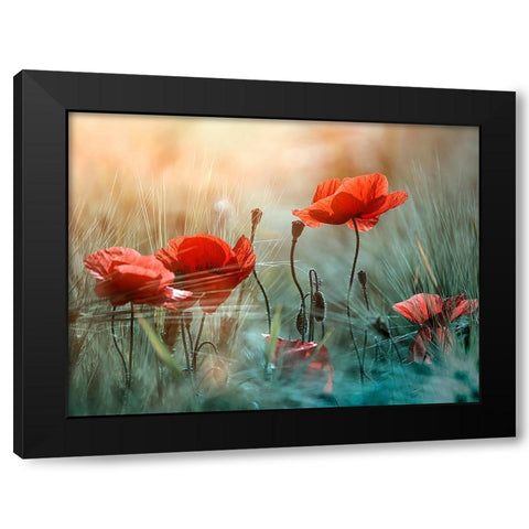 The red poppies Black Modern Wood Framed Art Print with Double Matting by Panaana