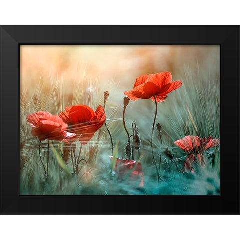 The red poppies Black Modern Wood Framed Art Print by Panaana