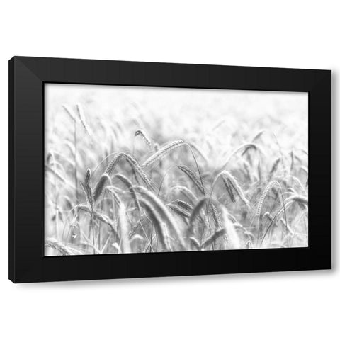 Corn Black Modern Wood Framed Art Print by Michael