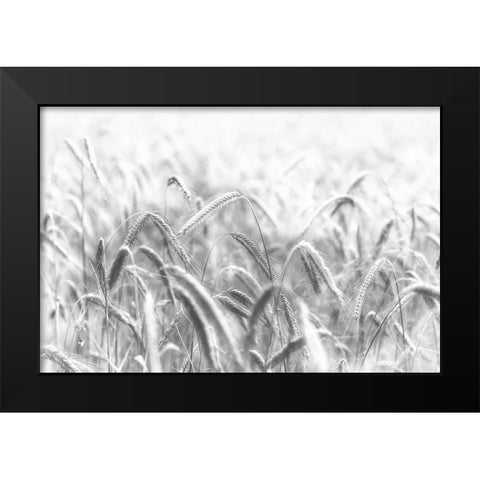 Corn Black Modern Wood Framed Art Print by Michael
