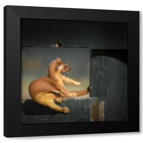 Take A Rest Black Modern Wood Framed Art Print with Double Matting by Lian, Wei