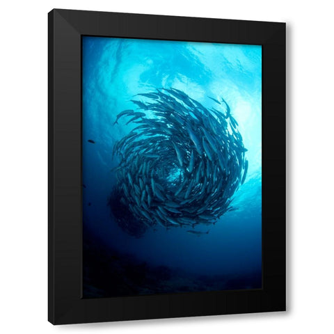 Fish Tornado Black Modern Wood Framed Art Print with Double Matting by Y Lin, Ryan