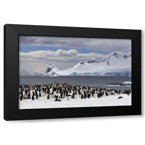 Sunbathing In Antarctica Black Modern Wood Framed Art Print with Double Matting by Uhlig, Dieter