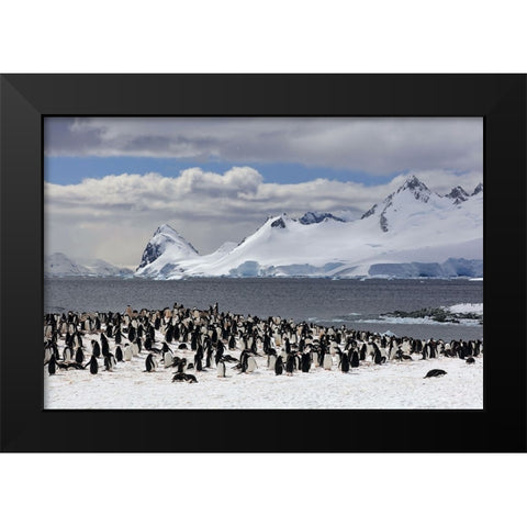 Sunbathing In Antarctica Black Modern Wood Framed Art Print by Uhlig, Dieter