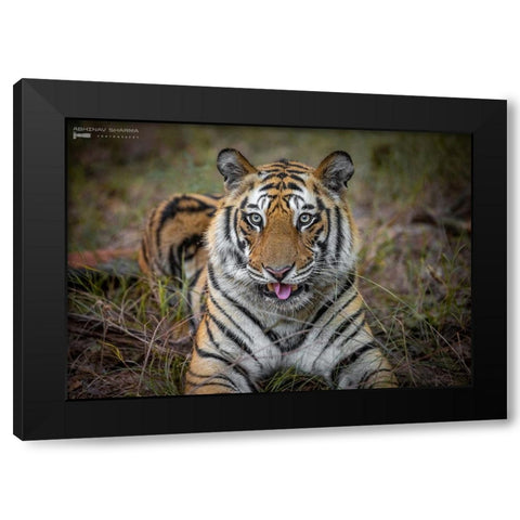 Cheeky Tiger Black Modern Wood Framed Art Print by Sharma, Abhinav
