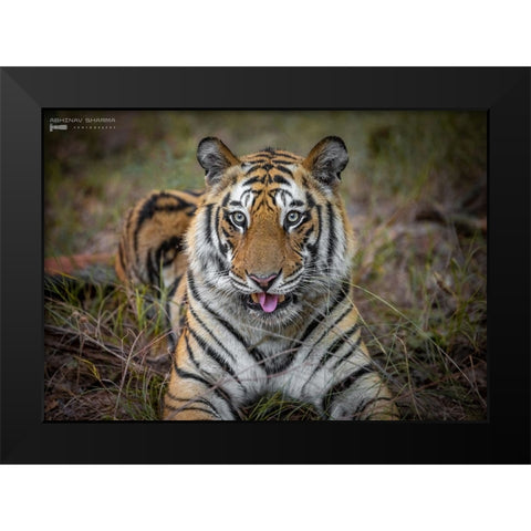 Cheeky Tiger Black Modern Wood Framed Art Print by Sharma, Abhinav