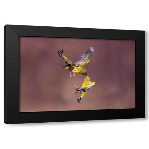 Seed In The Eye Black Modern Wood Framed Art Print with Double Matting by Redaelli, Marco