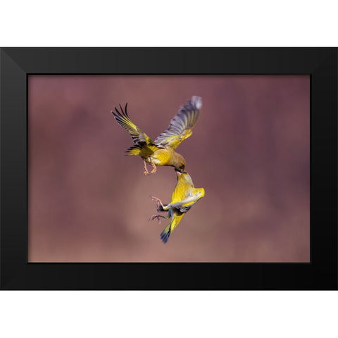 Seed In The Eye Black Modern Wood Framed Art Print by Redaelli, Marco