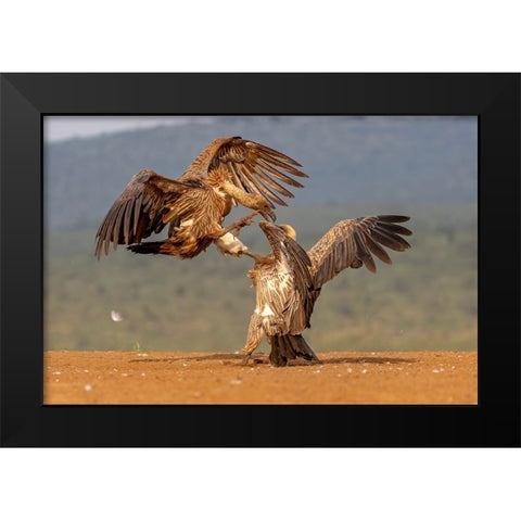 Vulture Fight Black Modern Wood Framed Art Print by Catta, Alessandro