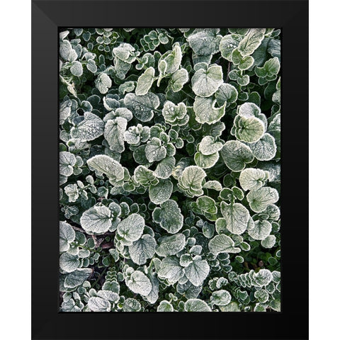 Frosted Black Modern Wood Framed Art Print by Morais, Stephan