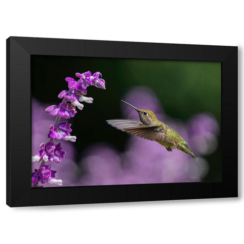 Welcome To The Purple World Black Modern Wood Framed Art Print by Huang, Xiaojian