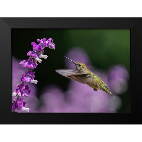 Welcome To The Purple World Black Modern Wood Framed Art Print by Huang, Xiaojian