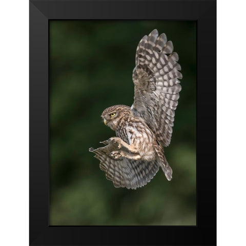 Little Owl Black Modern Wood Framed Art Print by Helsen, Eddy