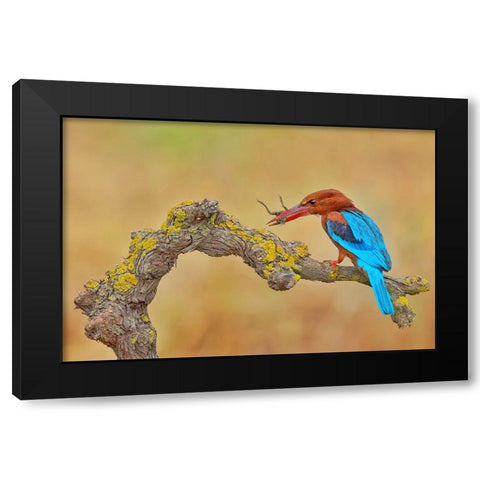White Throated Kingfisher Black Modern Wood Framed Art Print by Manusevich, David