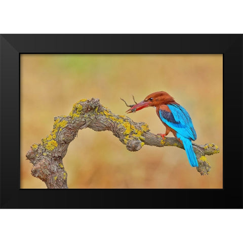 White Throated Kingfisher Black Modern Wood Framed Art Print by Manusevich, David