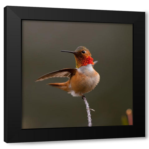 Hummingbird Black Modern Wood Framed Art Print by Huang, Johnson